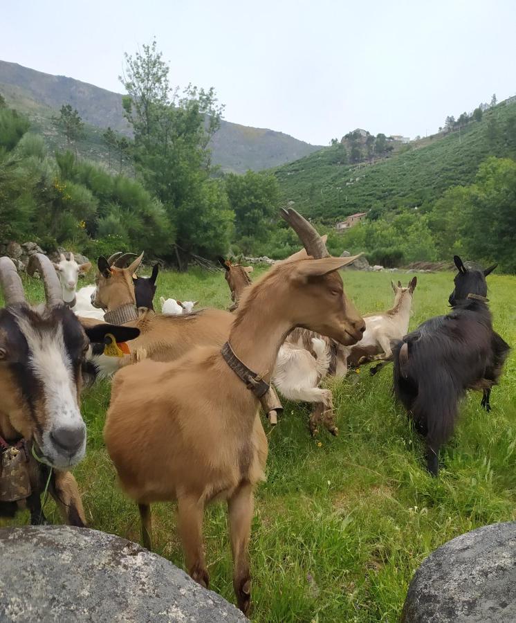 Abrigo Do Cabecinho - Serra Da Estrela Cortes do Meio Zewnętrze zdjęcie
