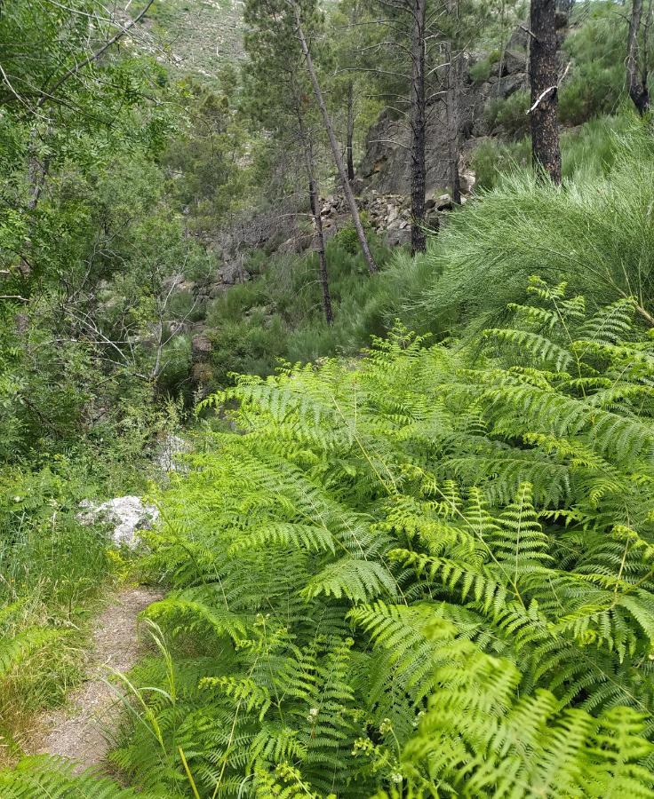 Abrigo Do Cabecinho - Serra Da Estrela Cortes do Meio Zewnętrze zdjęcie